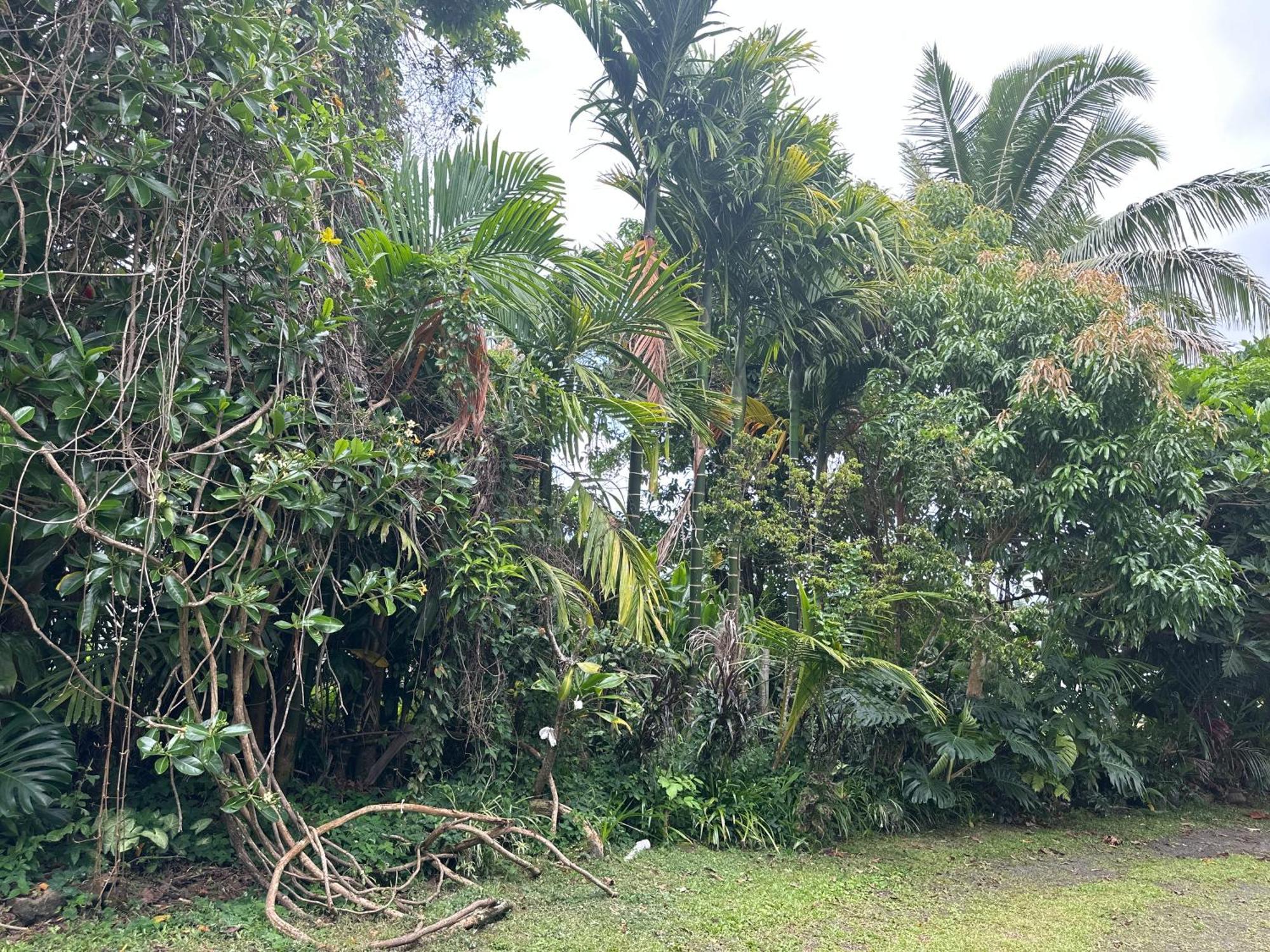Hawaiian Ohana Home Hilo Kültér fotó