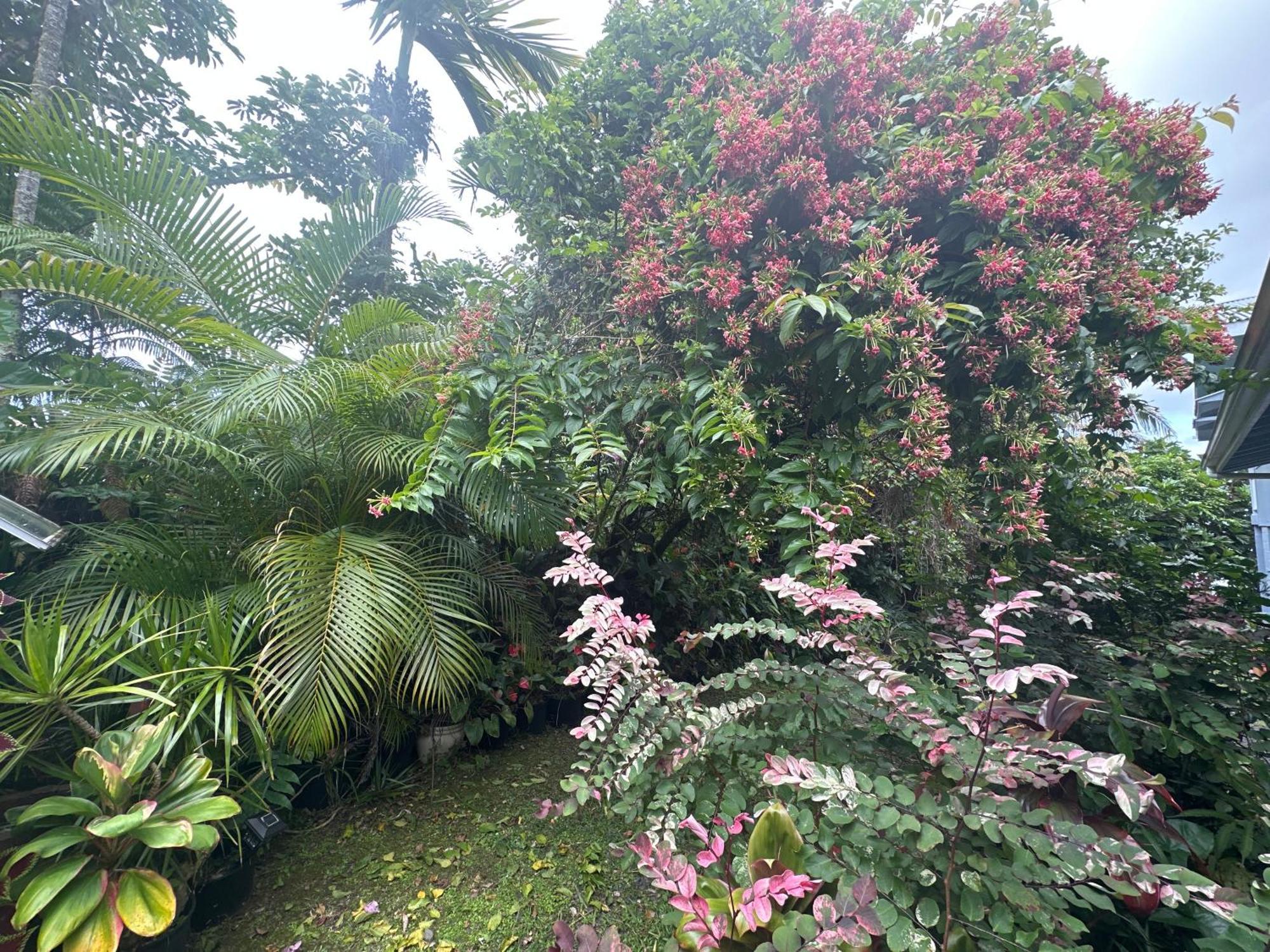 Hawaiian Ohana Home Hilo Kültér fotó