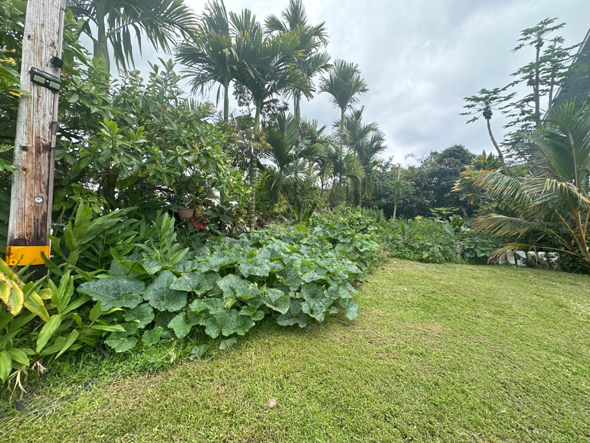 Hawaiian Ohana Home Hilo Kültér fotó