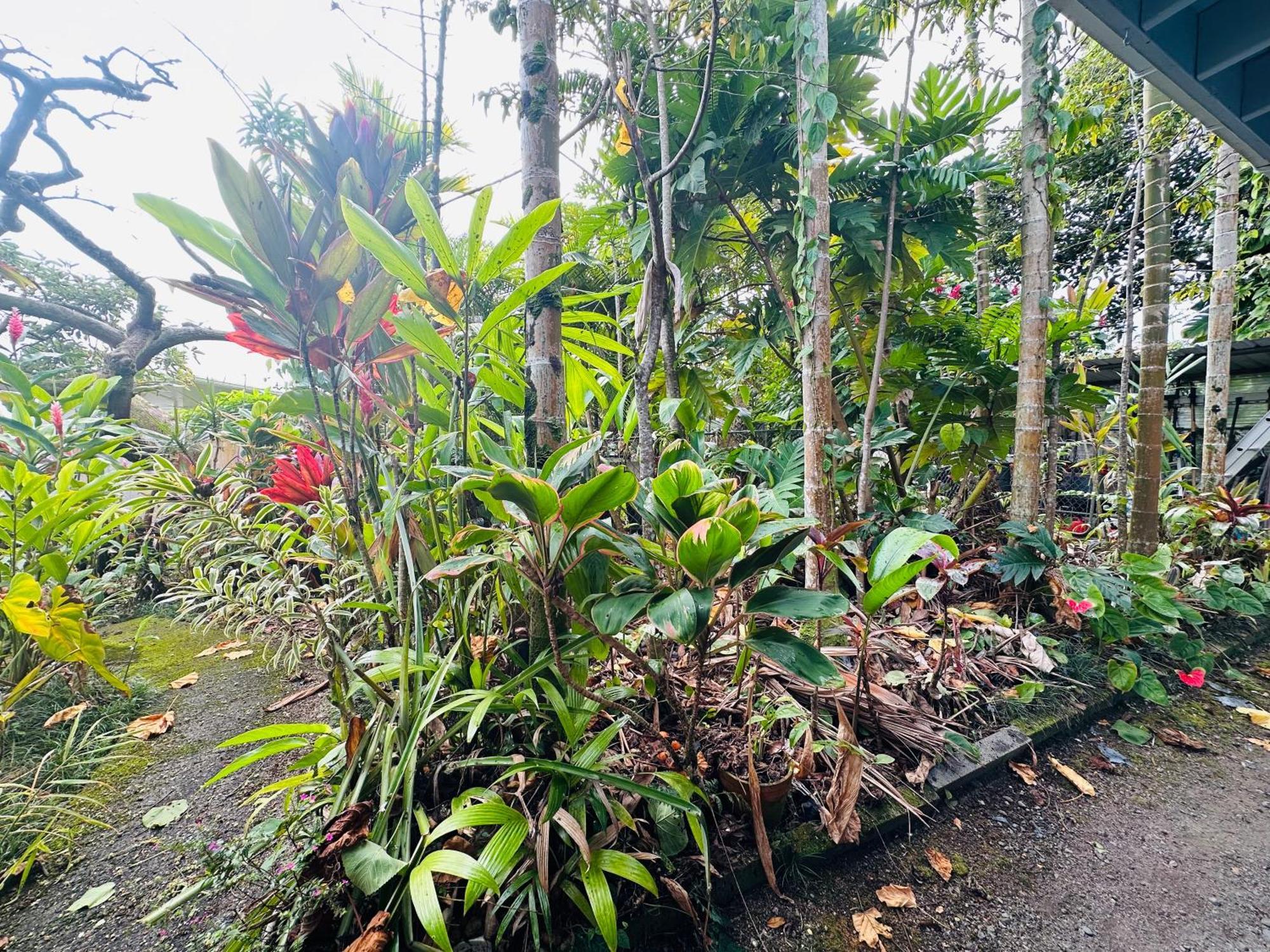 Hawaiian Ohana Home Hilo Kültér fotó