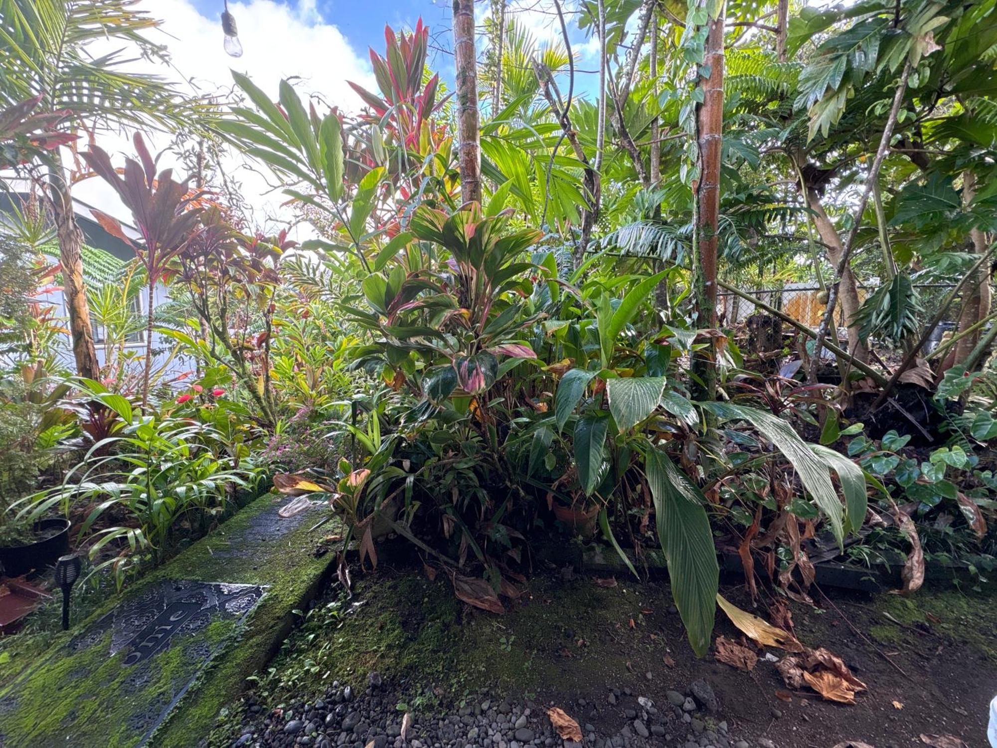 Hawaiian Ohana Home Hilo Kültér fotó